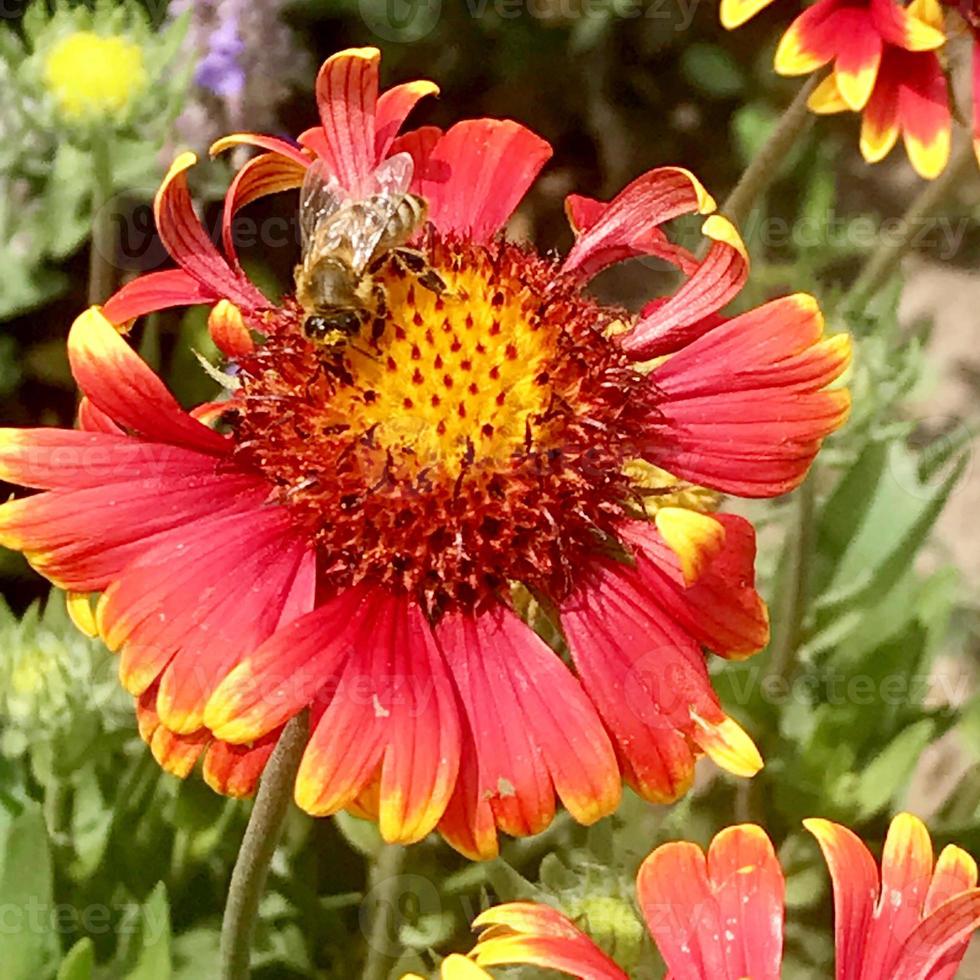 l'ape alata vola lentamente verso la pianta, raccoglie il nettare per il miele sull'apiario privato dal fiore foto