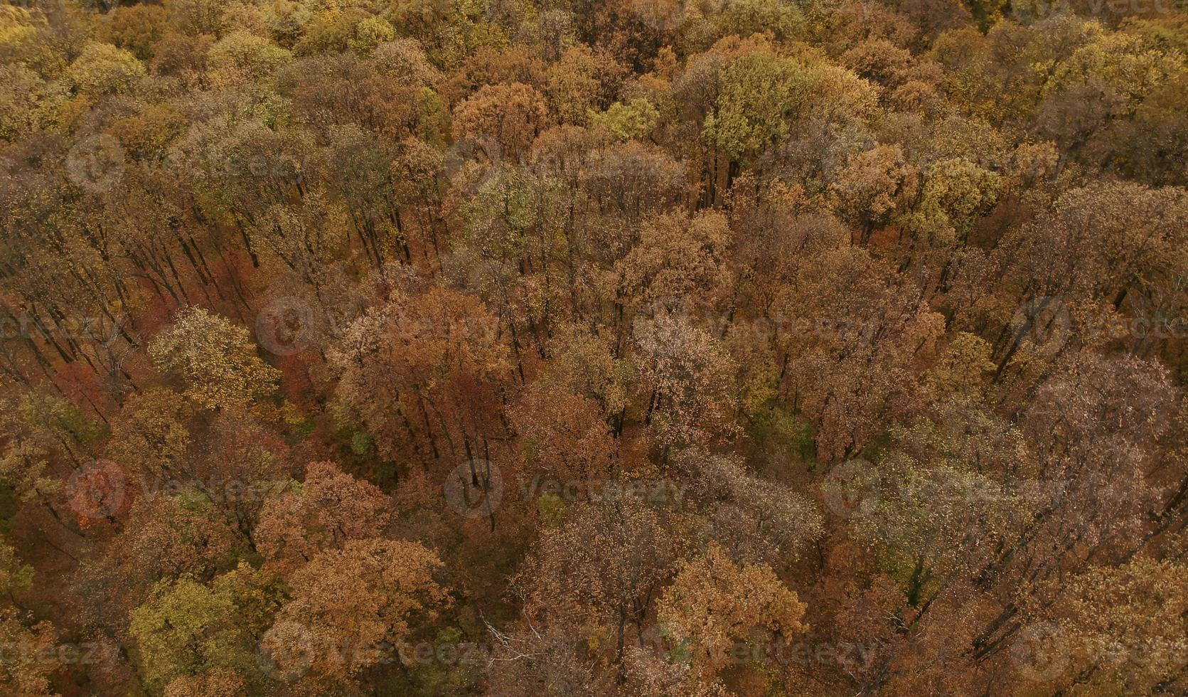 veduta aerea della foresta autunnale foto