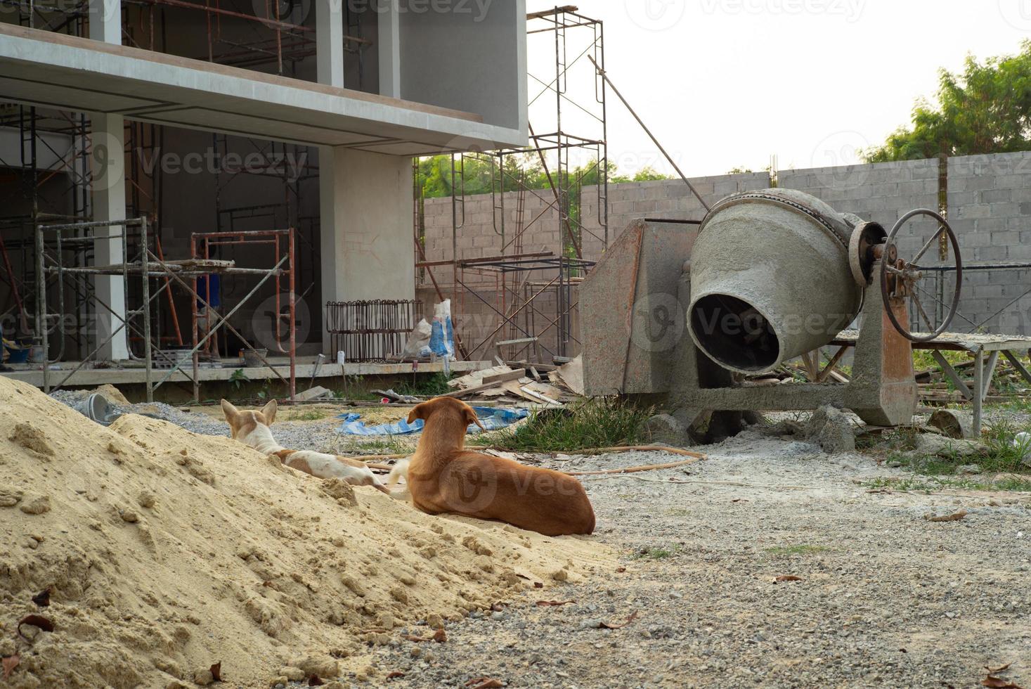 vista posteriore coppia di cani seduti sul mucchio di sabbia in cantiere foto