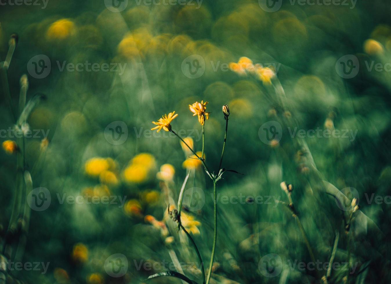 fiori giallo verde foto