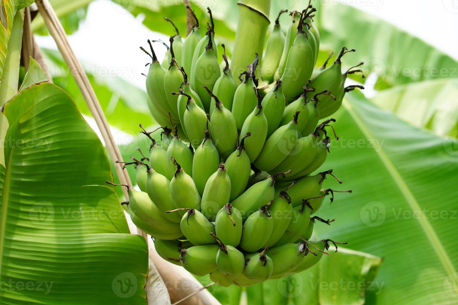 grappolo di banane verdi sull'albero foto