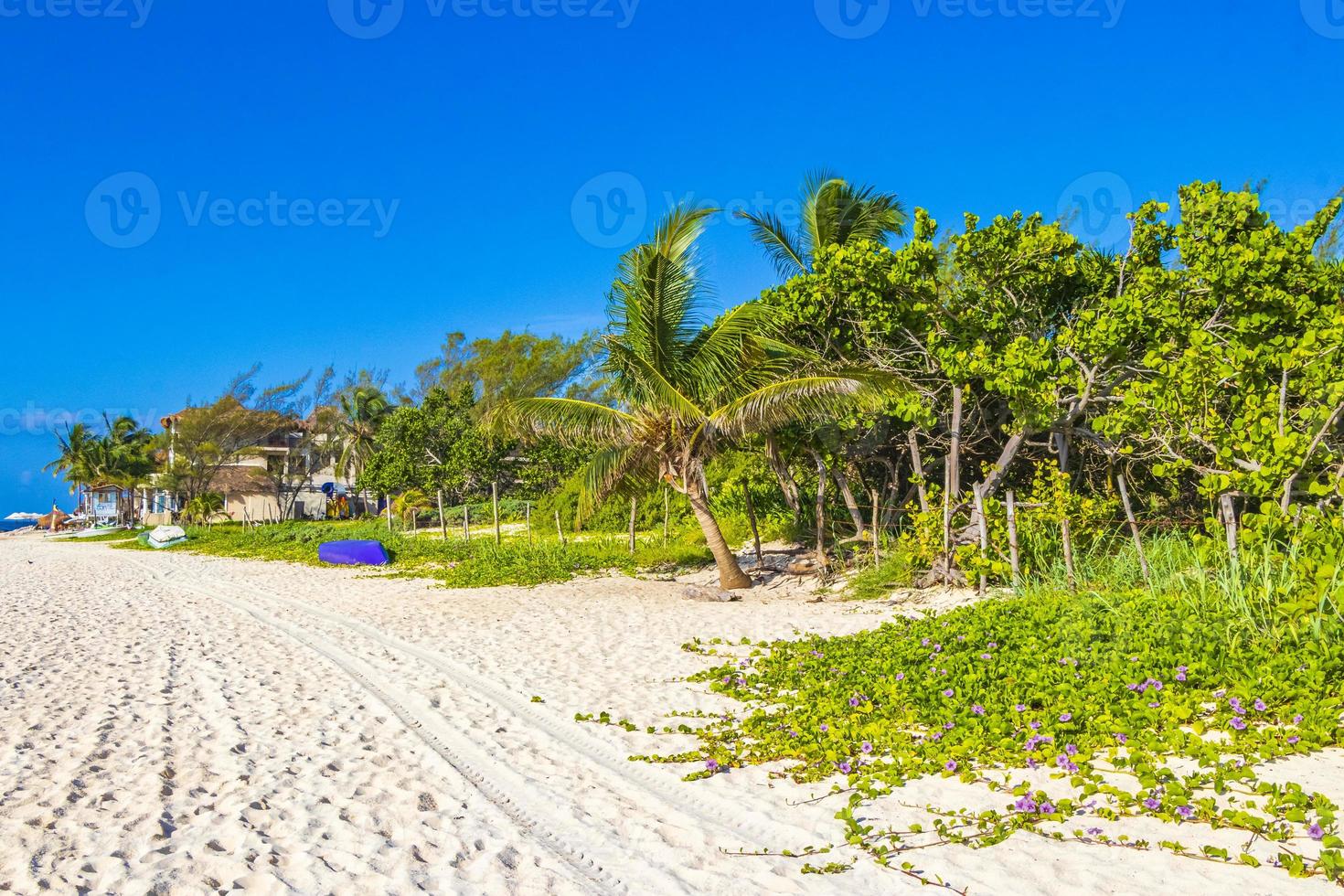 spiaggia naturale messicana tropicale con foresta playa del carmen messico. foto