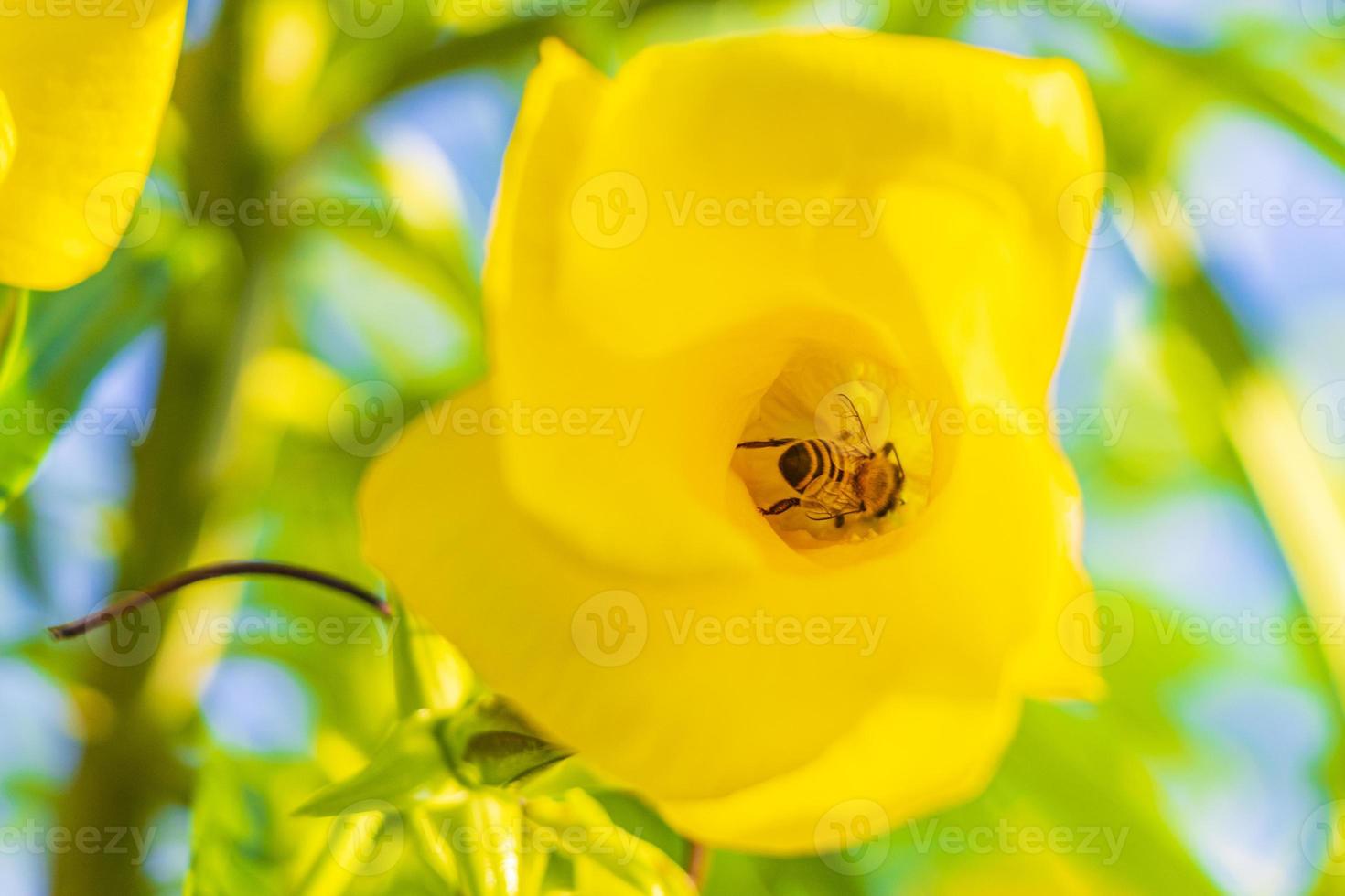 le api mellifere si arrampicano volano nel fiore di oleandro giallo in messico. foto