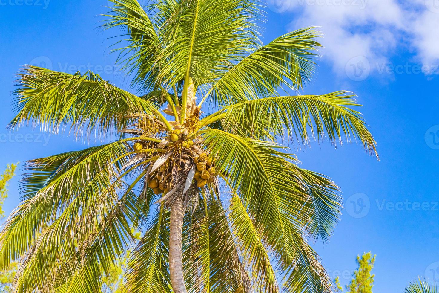 palma tropicale con cielo blu playa del carmen messico. foto