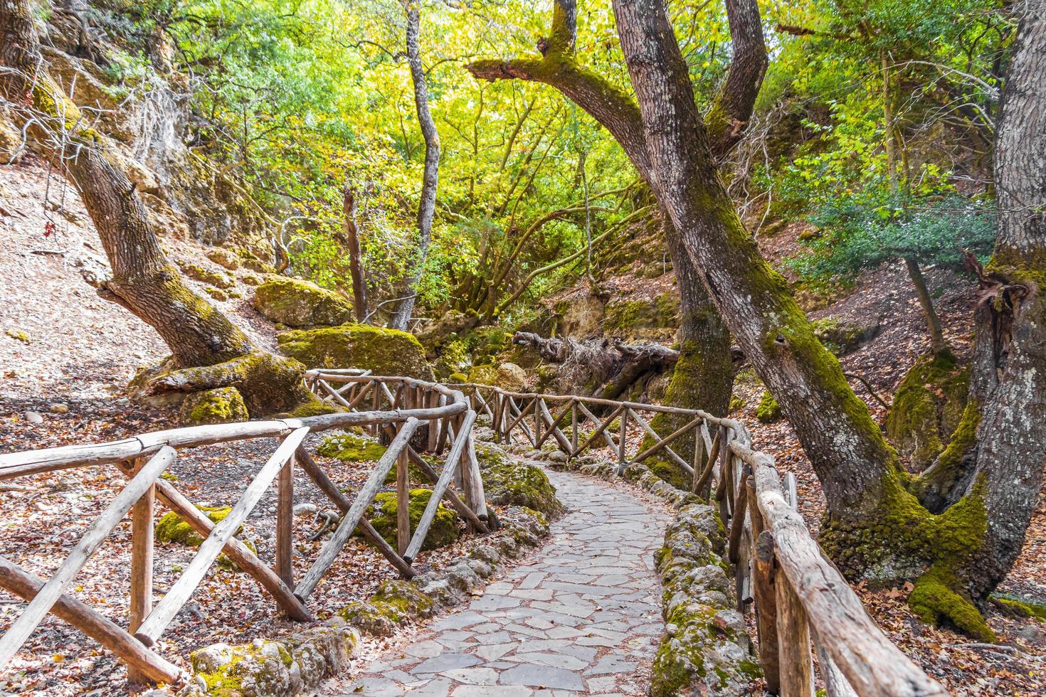 percorso di trekking a piedi naturale in legno farfalle valle delle farfalle rodi grecia. foto