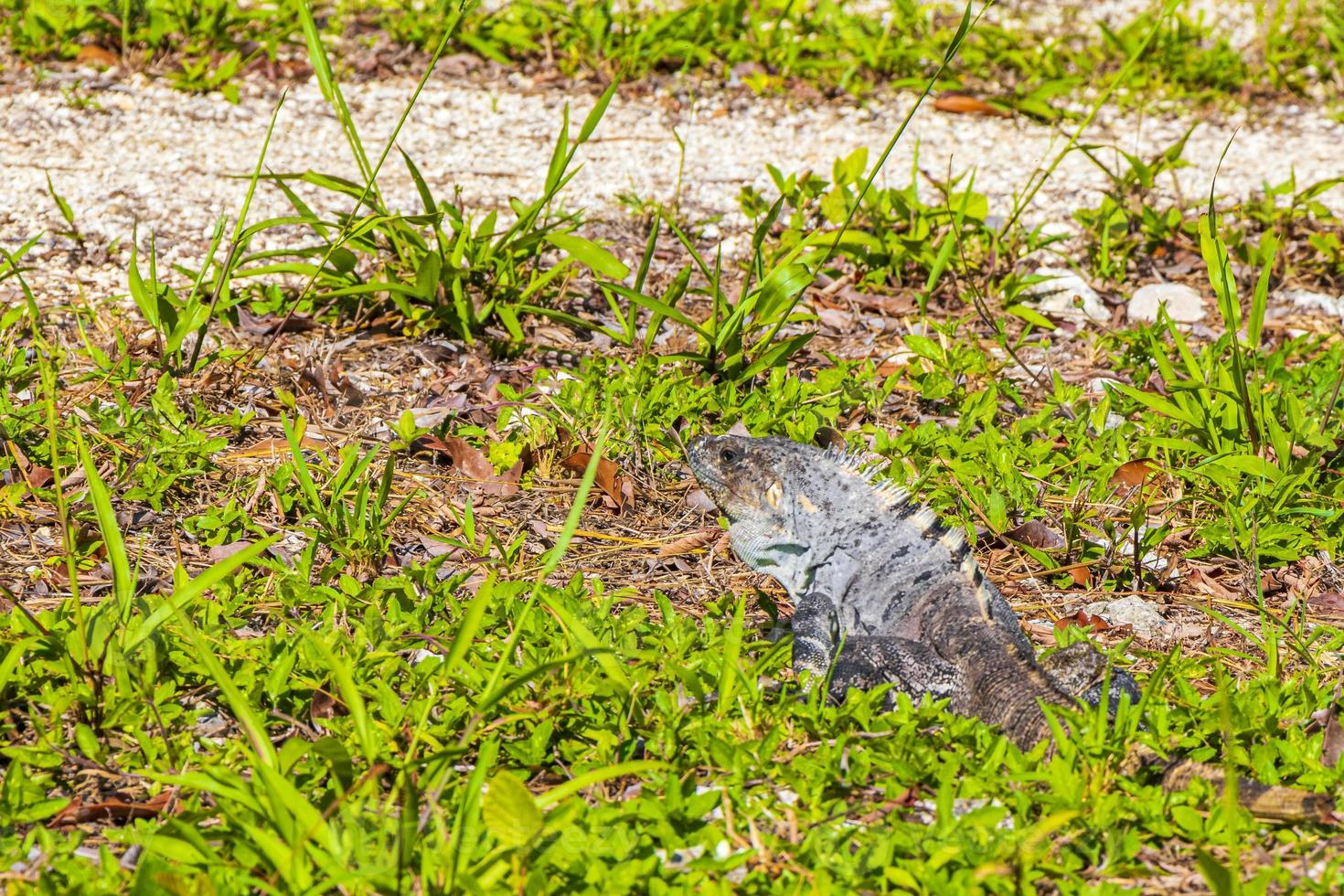 l'iguana messicana si trova sull'erba verde foresta naturale del Messico. foto