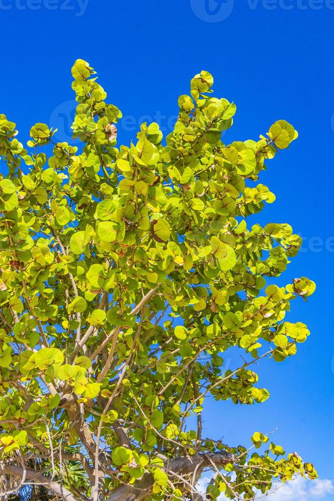 albero tropicale con sfondo azzurro del cielo playa del carmen messico. foto