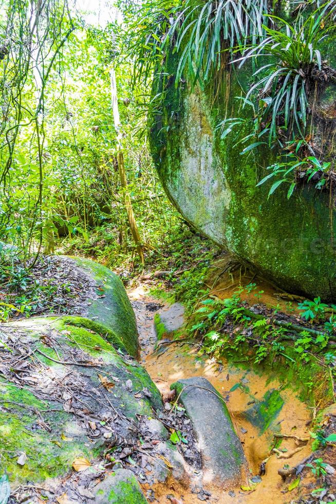 sentiero escursionistico nella foresta naturale della giungla tropicale ilha grande brasile. foto