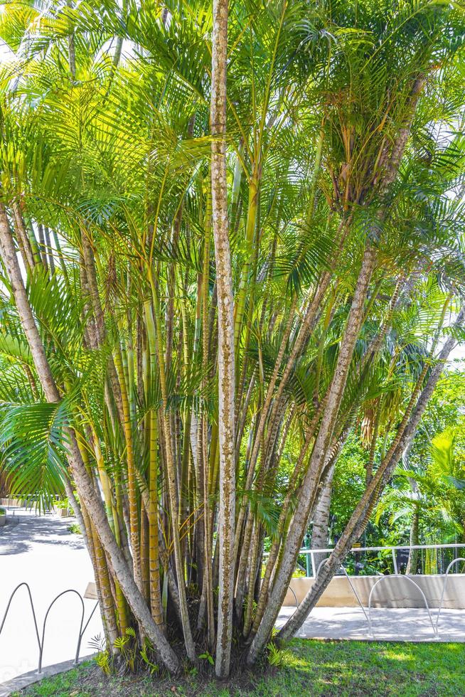 palme di bambù giallo verde rio de janeiro brasile. foto