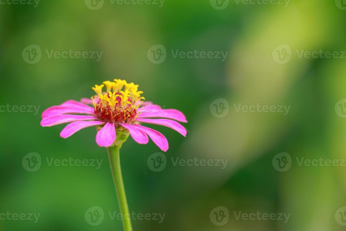 fiore di crisantemo su sfondo verde natura foto