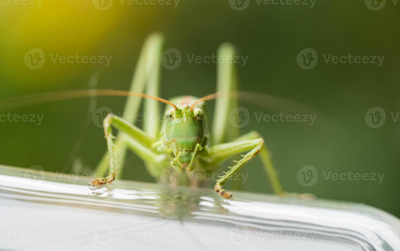 cavalletta verde europea in giardino foto