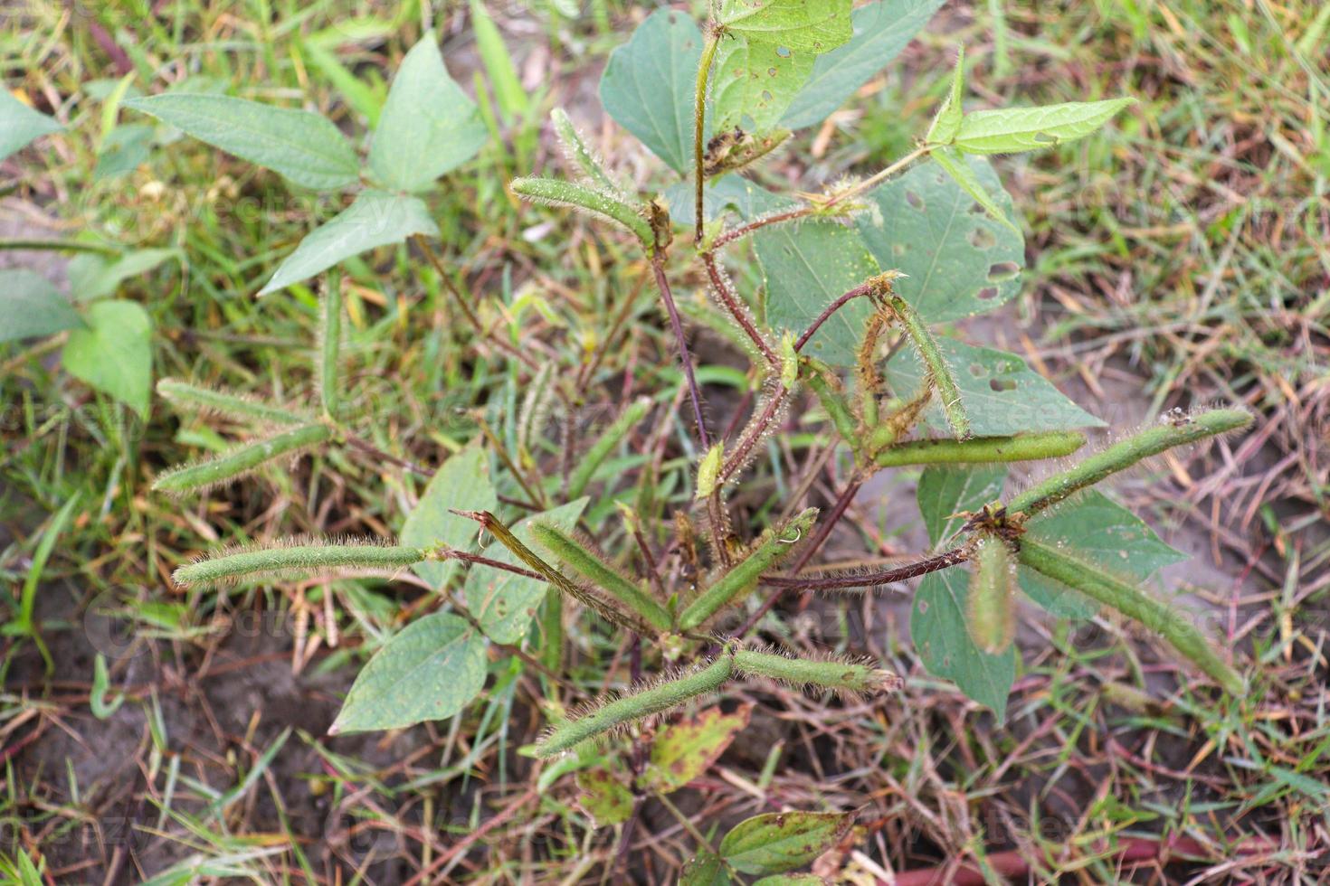 vigna mungo fattoria in campo foto