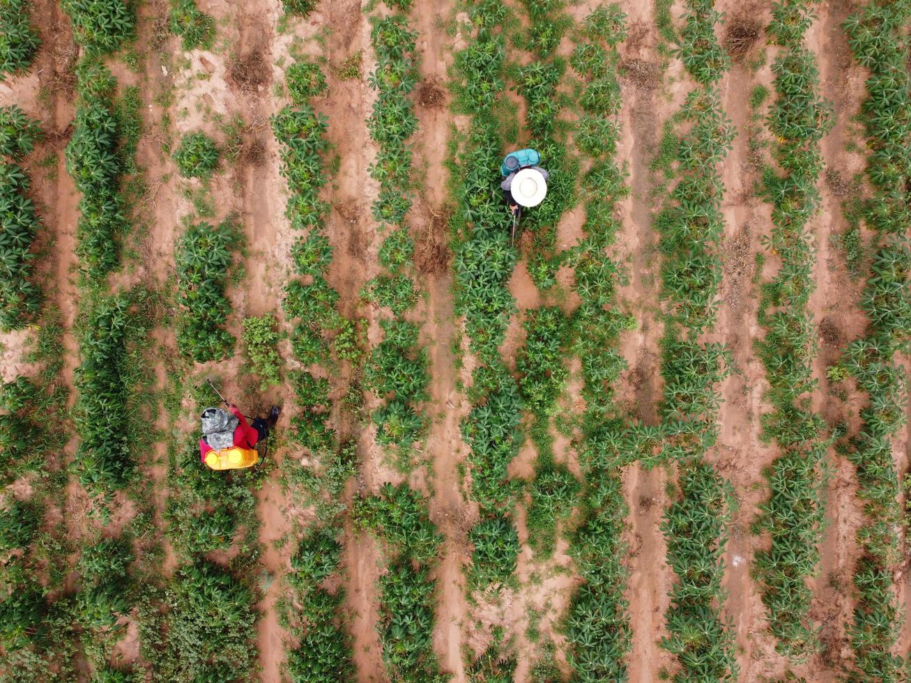 gli agricoltori spruzzano pesticidi tossici o pesticidi sui terreni agricoli. tema dell'agricoltura industriale di controllo delle infestanti. fotografie aeree di droni