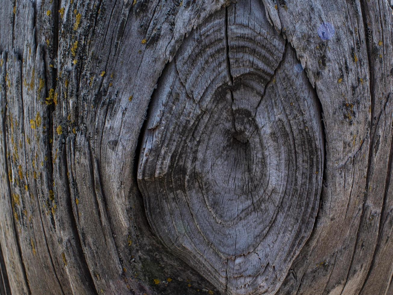 tronco d'albero secco. struttura del legno foto