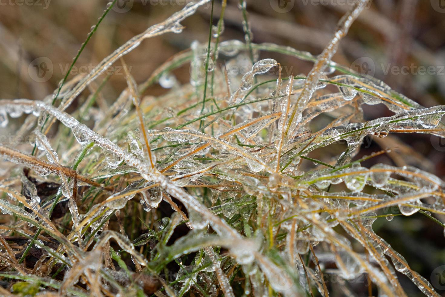 erba verde congelata nel ghiaccio durante il gelo gocce di ghiaccio ravvicinate sull'erba foto