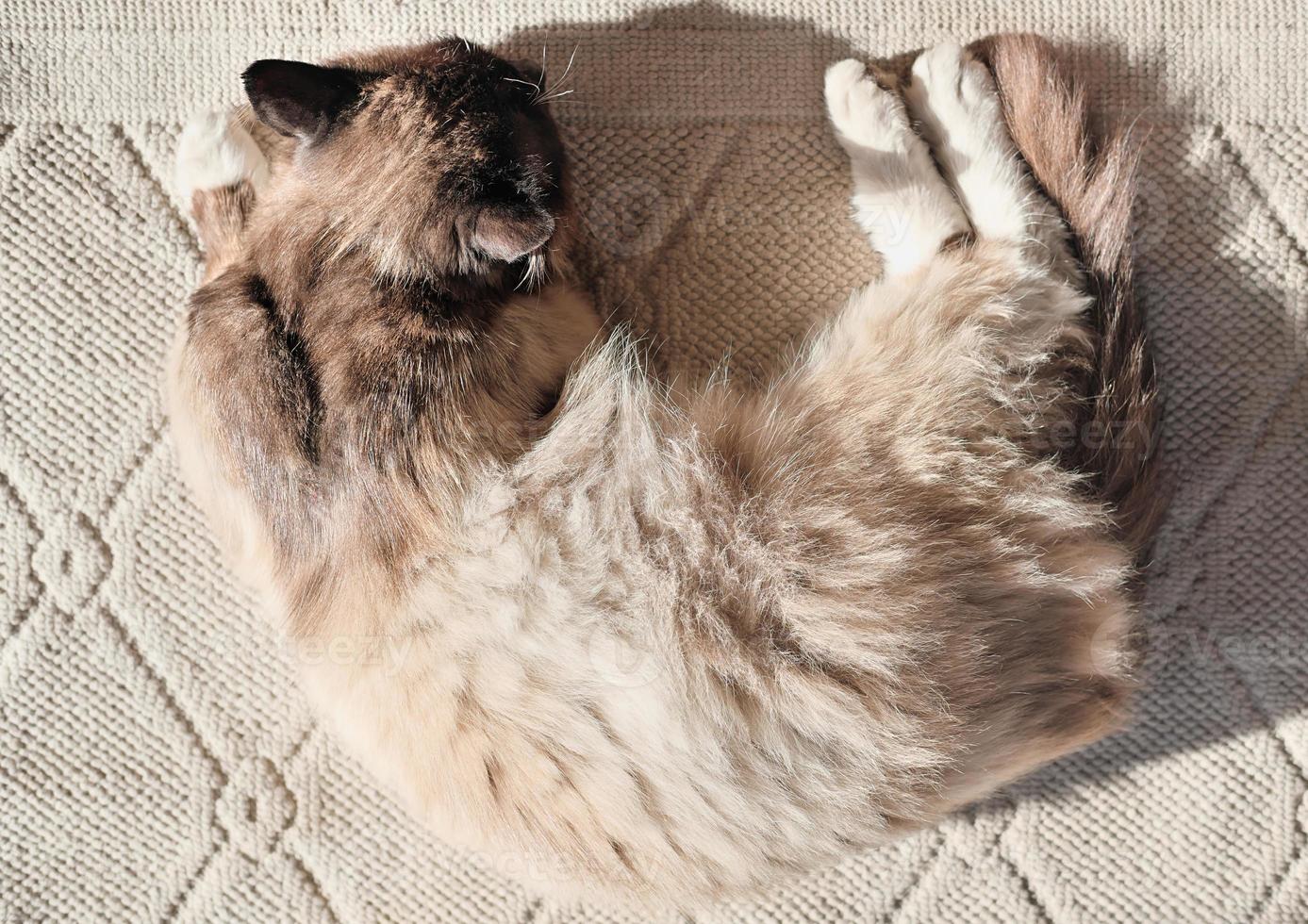 vista dall'alto di un soffice gatto che dorme su un tappeto sotto la luce del sole. amici animali foto