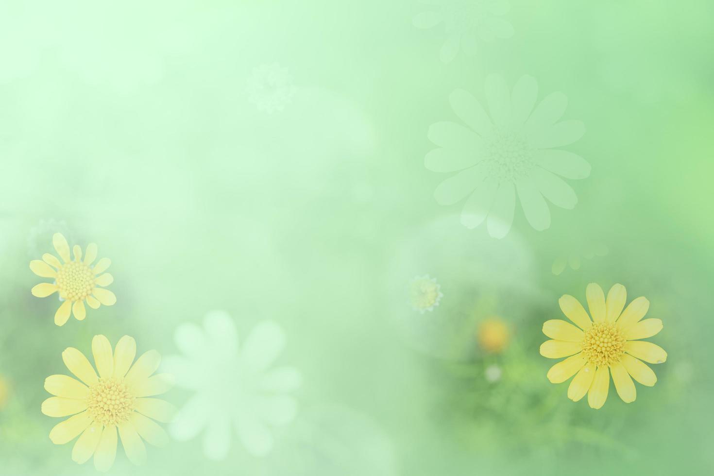 pastello giallo verde bellissimo fiore primaverile sboccia ramo sfondo vintage con copia gratuita spazio per biglietto di auguri o ambiente copertina, modello, banner web e intestazione. foto