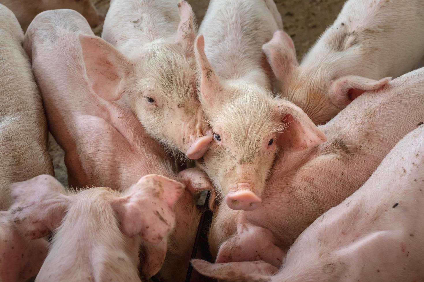 i maialini si stanno arrampicando per mangiare cibo in un allevamento di maiali. foto