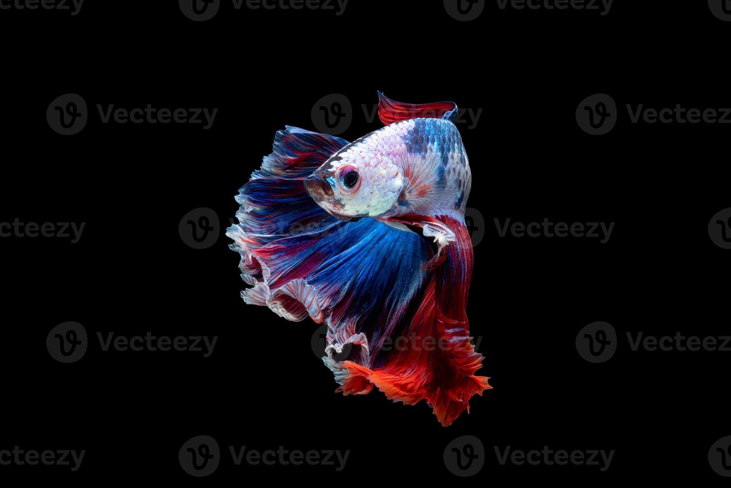 primo piano movimento artistico di pesce betta o pesce combattente siamese isolato su sfondo nero foto