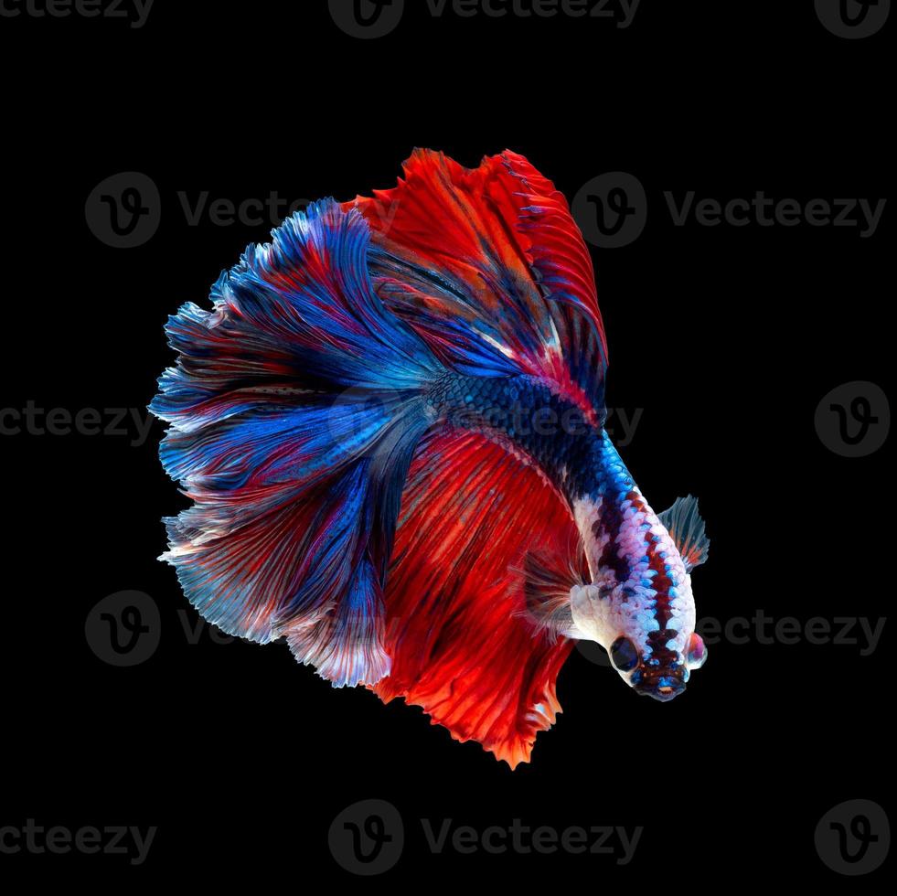 primo piano movimento artistico di pesce betta o pesce combattente siamese isolato su sfondo nero foto