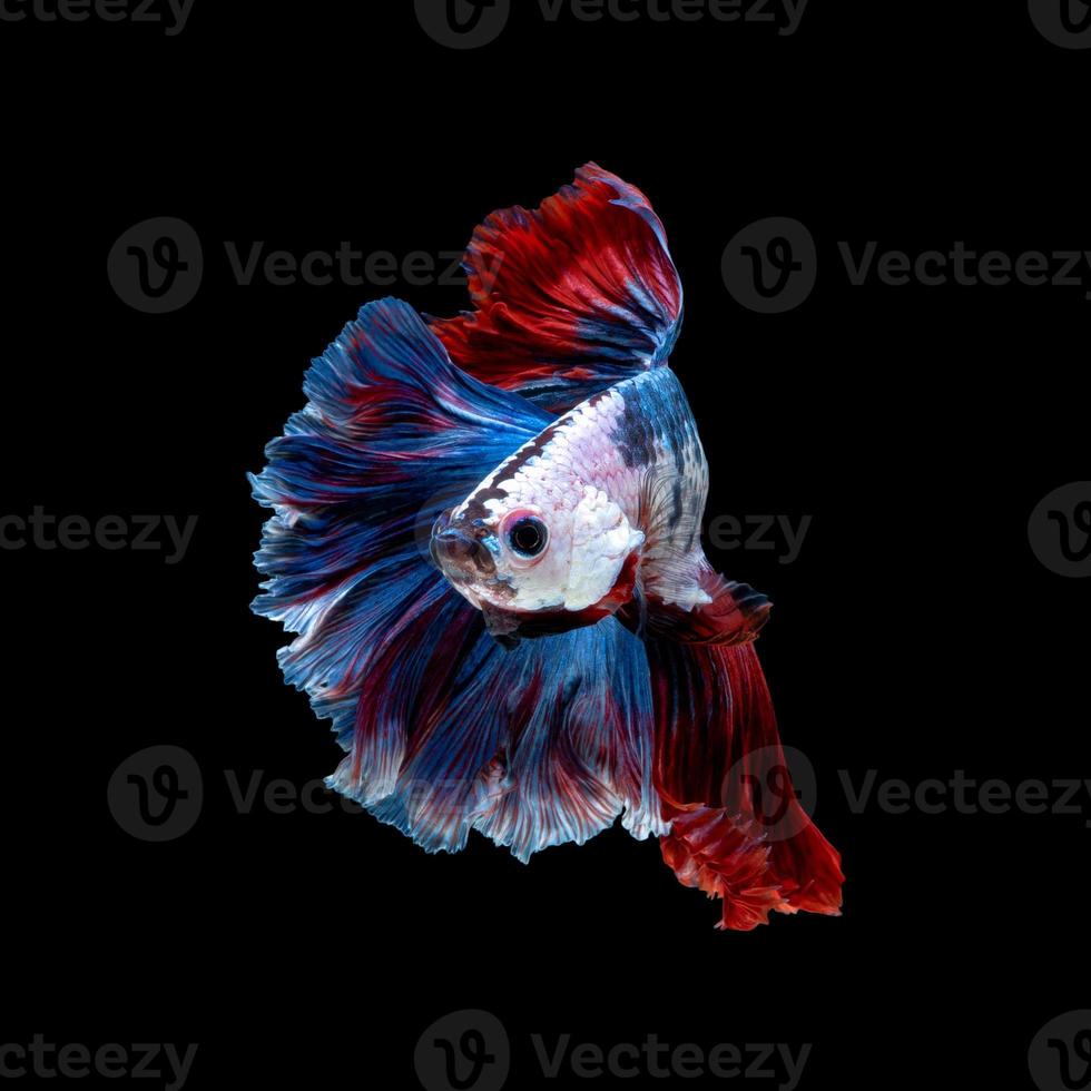 primo piano movimento artistico di pesce betta o pesce combattente siamese isolato su sfondo nero foto