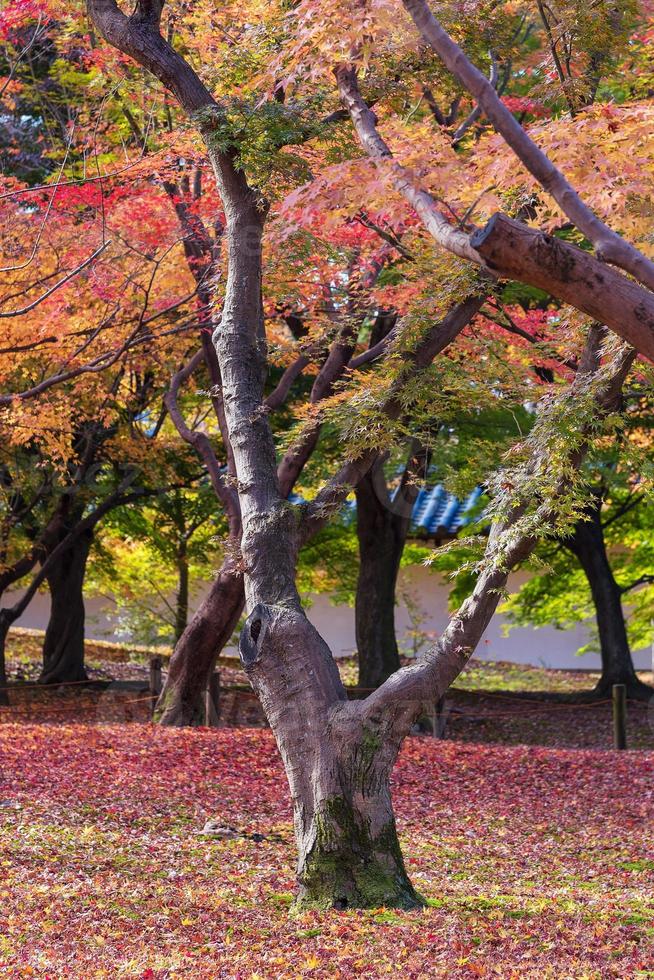 bella natura albero colorato foglie nel giardino zen giapponese nella stagione autunnale a kyoto, in giappone. foto