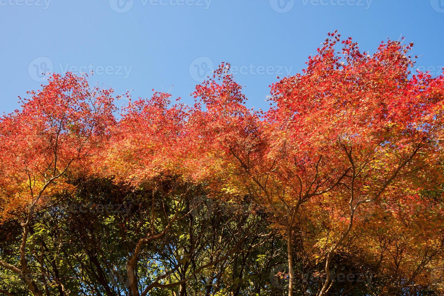 bellissima natura ad arashiyama nella stagione autunnale a kyoto, in giappone. arashiyama è un punto di riferimento di attrazione per i turisti a kyoto. foto