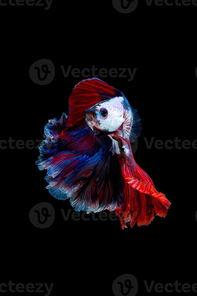 primo piano movimento artistico di pesce betta o pesce combattente siamese isolato su sfondo nero foto