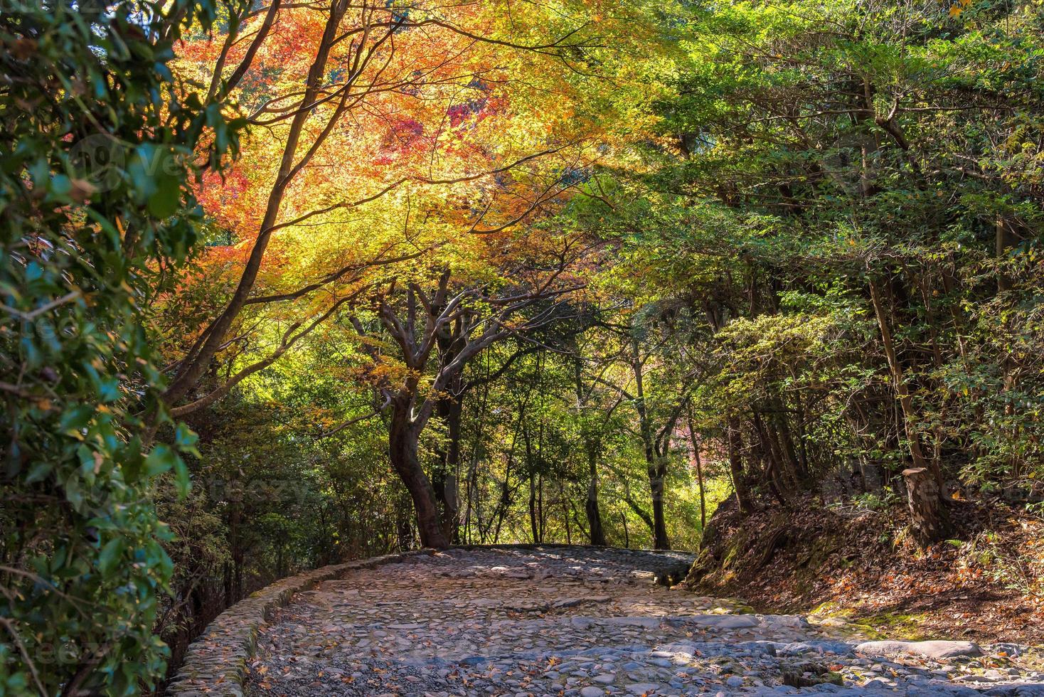 bellissima natura ad arashiyama nella stagione autunnale a kyoto, in giappone. arashiyama è un punto di riferimento di attrazione per i turisti a kyoto. foto