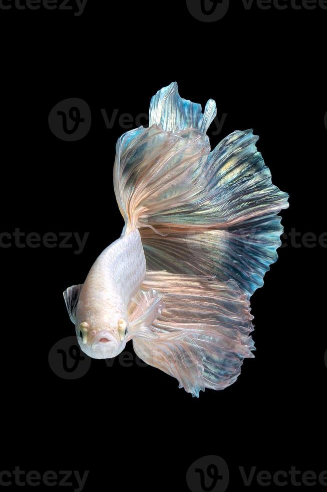 primo piano movimento artistico di pesce betta o pesce combattente siamese isolato su sfondo nero foto