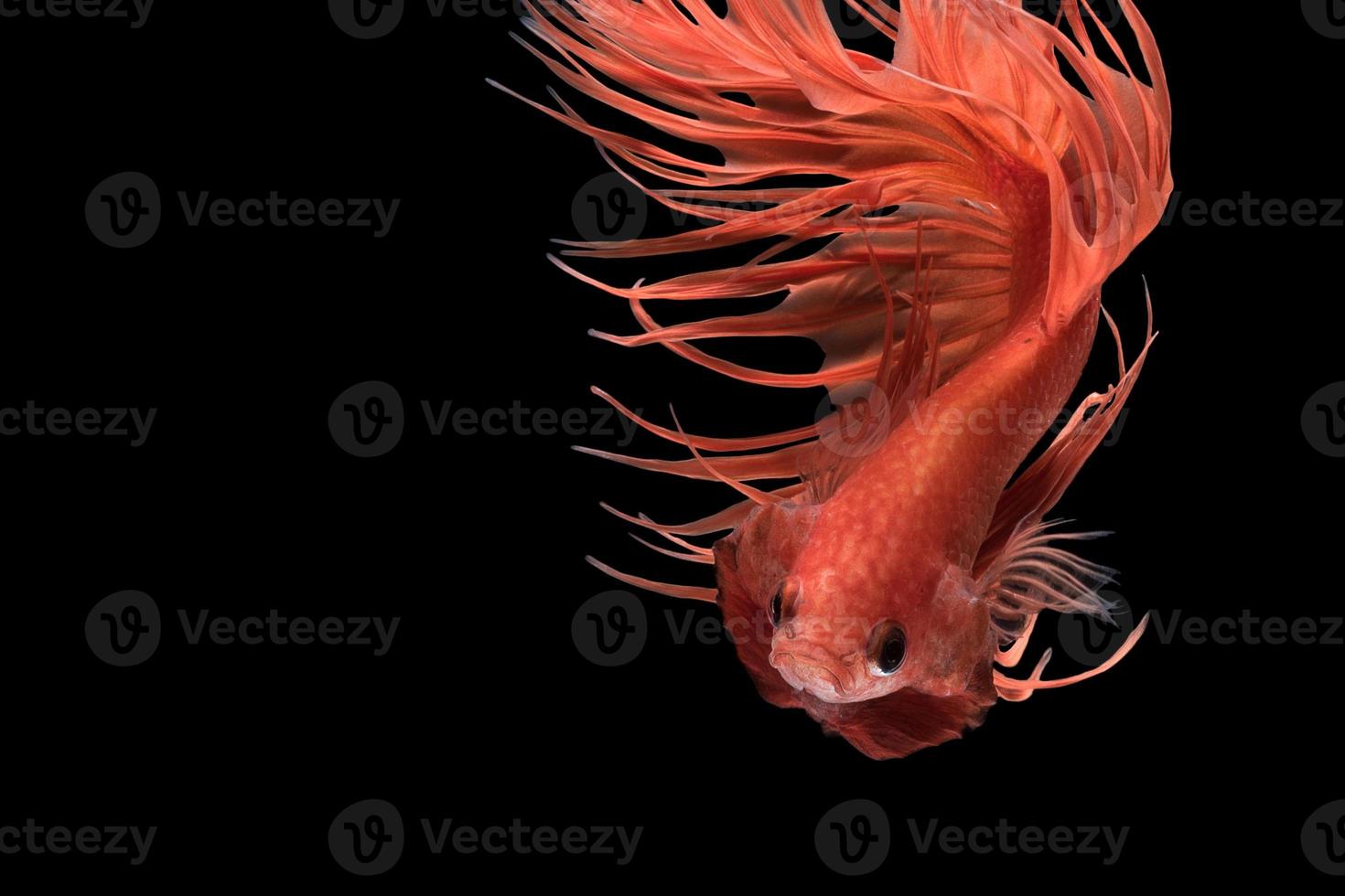 movimento di arte astratta di pesci betta colorati, pesci combattenti siamesi isolati su sfondo nero.concetto di design fine art. foto