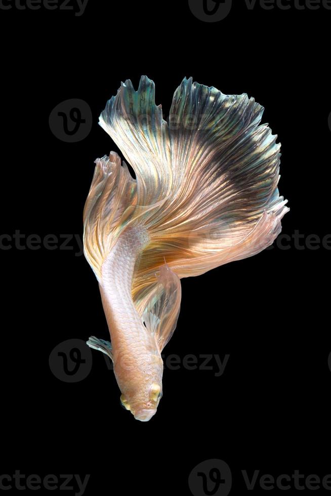 primo piano movimento artistico di pesce betta o pesce combattente siamese isolato su sfondo nero foto