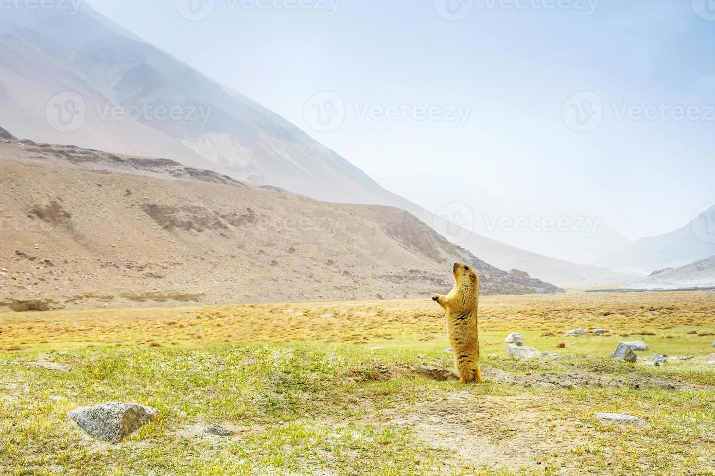 marmotta himalayana animale selvatico a leah ladakh,india foto