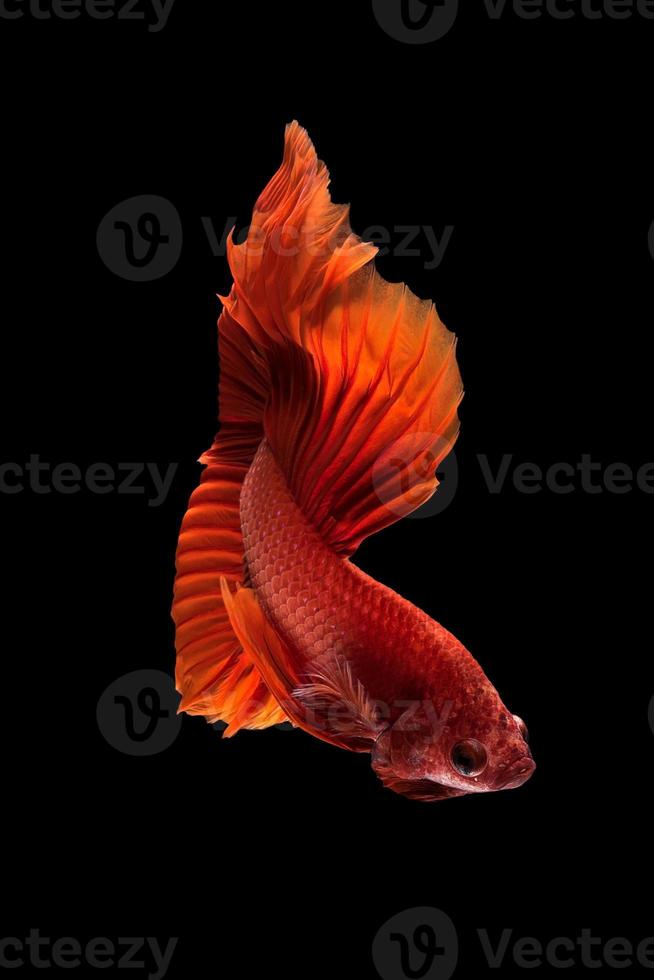 Close up movimento artistico del pesce betta,pesce combattente siamese isolato su sfondo nero.fine art design concept foto