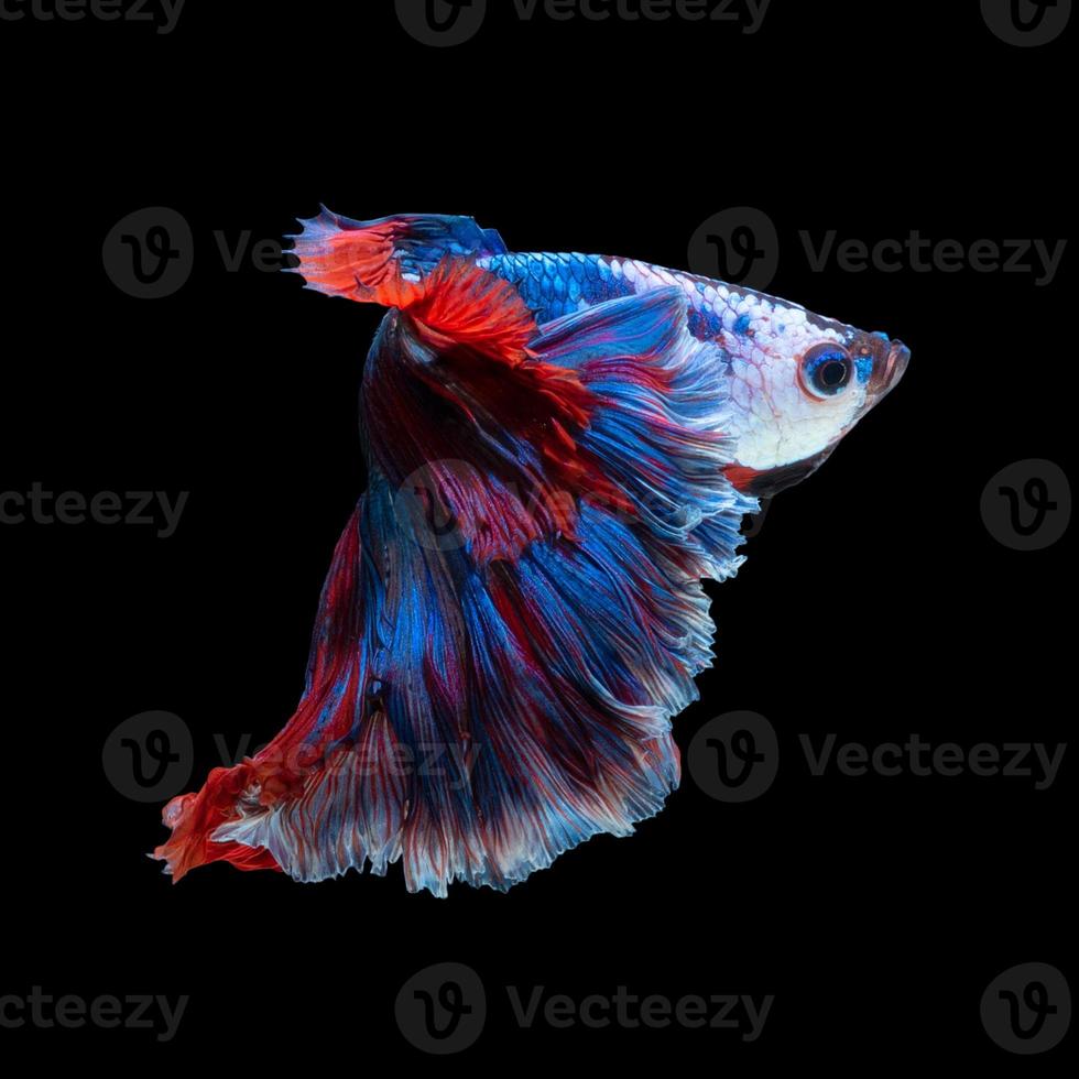 primo piano movimento artistico di pesce betta o pesce combattente siamese isolato su sfondo nero foto