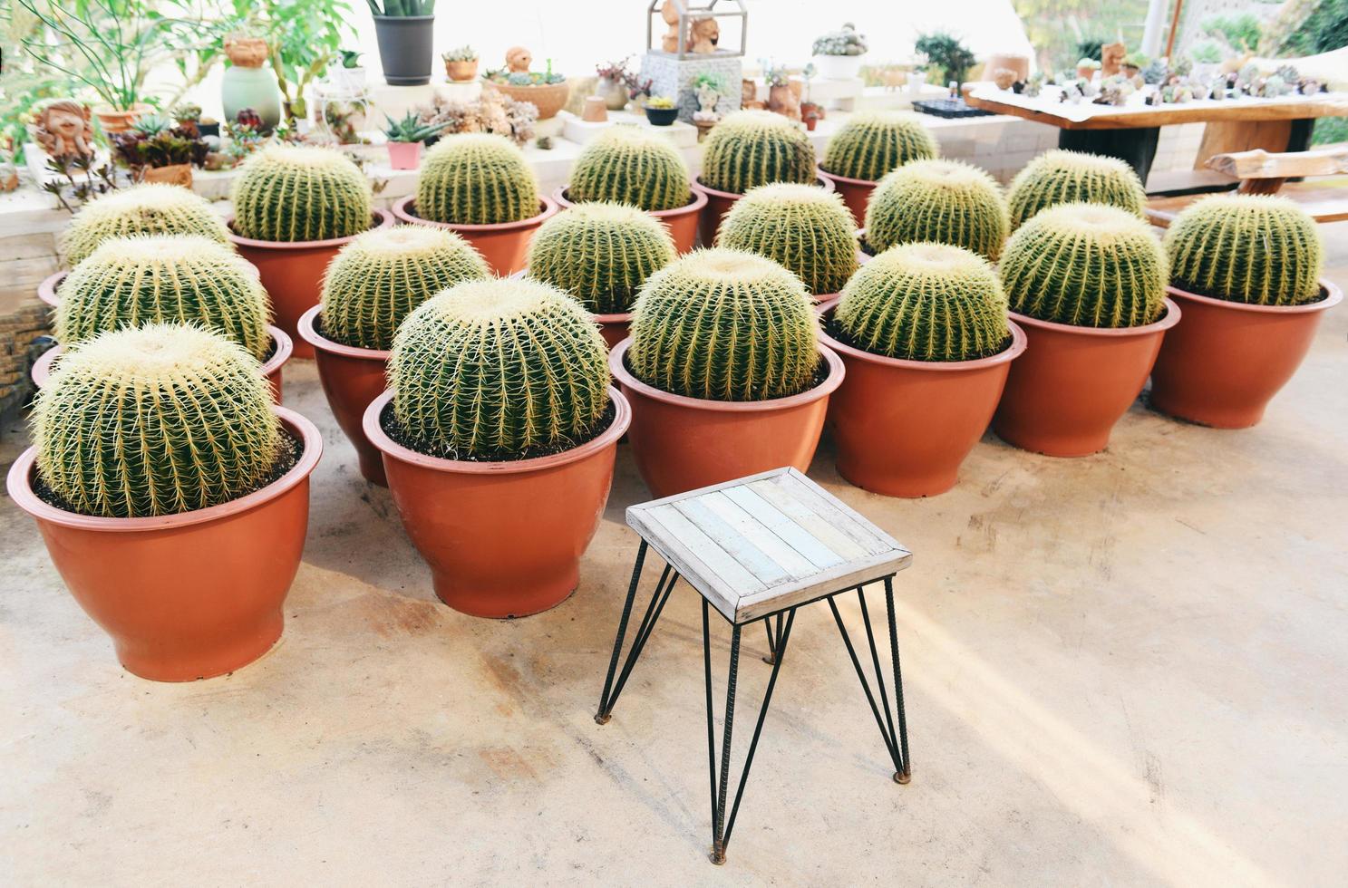 giardinaggio e decorazione domestica ambienti interni serra microgreen giardini segreti e allestimenti moderni per il giardinaggio vaso di cactus piante ornamentali giardinaggio e verde negli spazi di lavoro foto