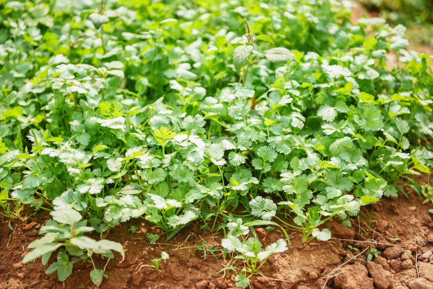 coriandolo che pianta l'orto sul suolo nell'azienda agricola organica vegetale foto