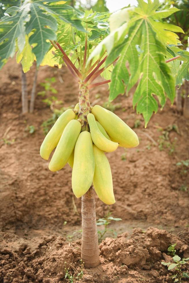 Frutti di papaia verde che crescono appesi all'albero di papaya con la luce del sole nell'agricoltura della fattoria del giardino per cucinare l'insalata di papaya popolare in asiatico foto