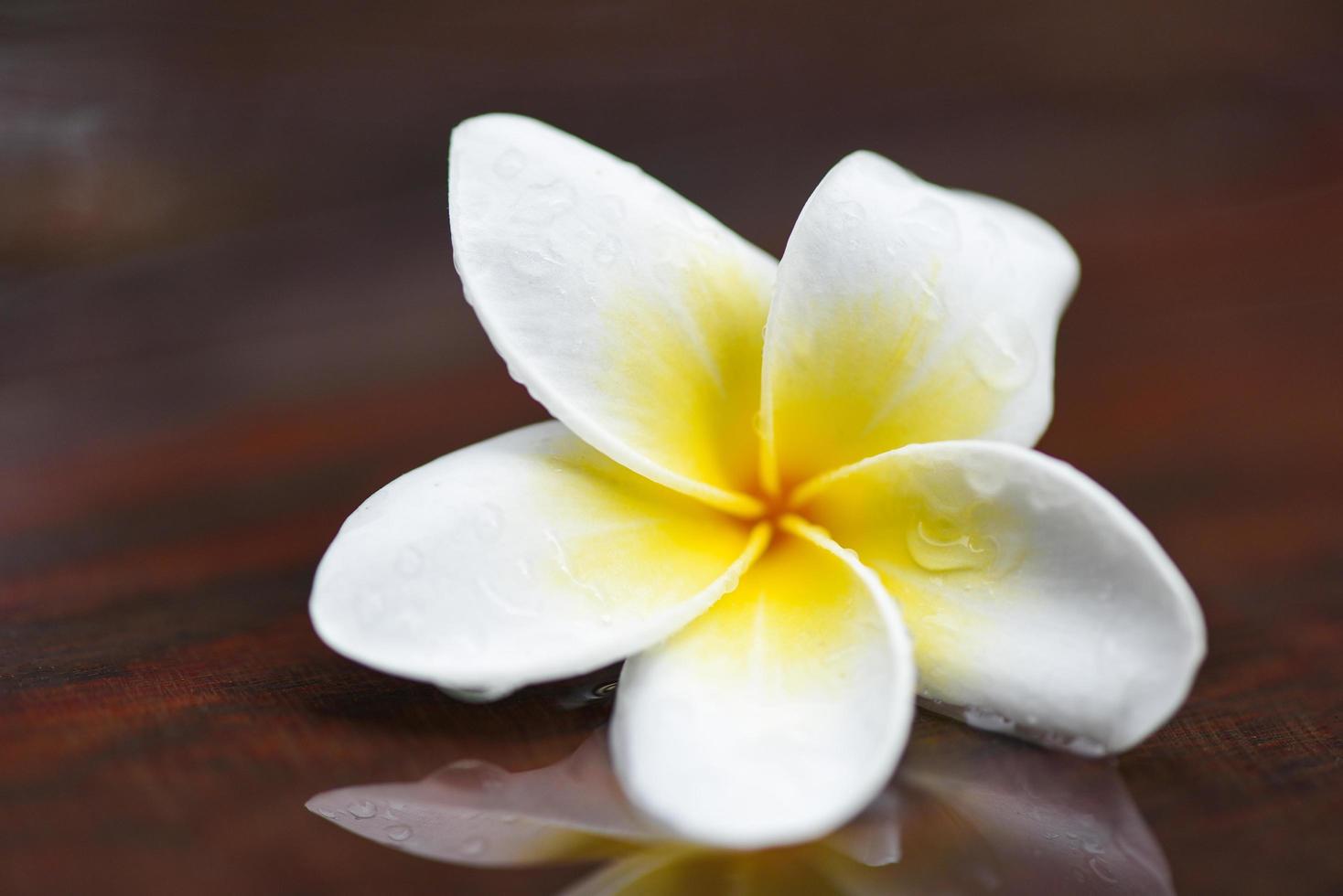 fiori di plumeria con goccia d'acqua su legno dopo la pioggia - altri nomi frangipani, plumeria bianca, albero del tempio, albero del cimitero foto