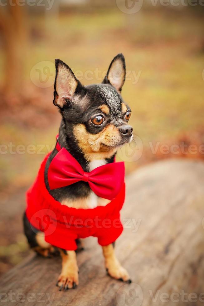 cane chihuahua in un maglione rosso in autunno in natura. chihuahua in un farfallino rosso è seduto su un tronco. foto