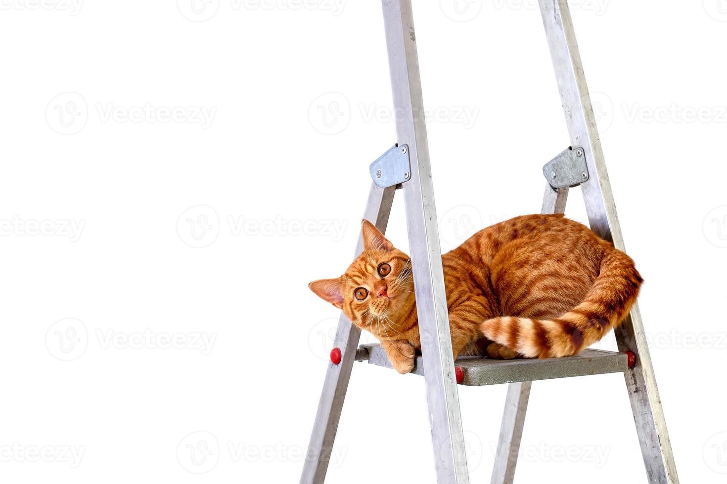 divertente giovane gatto soriano rosso si siede sulla scala a pioli foto