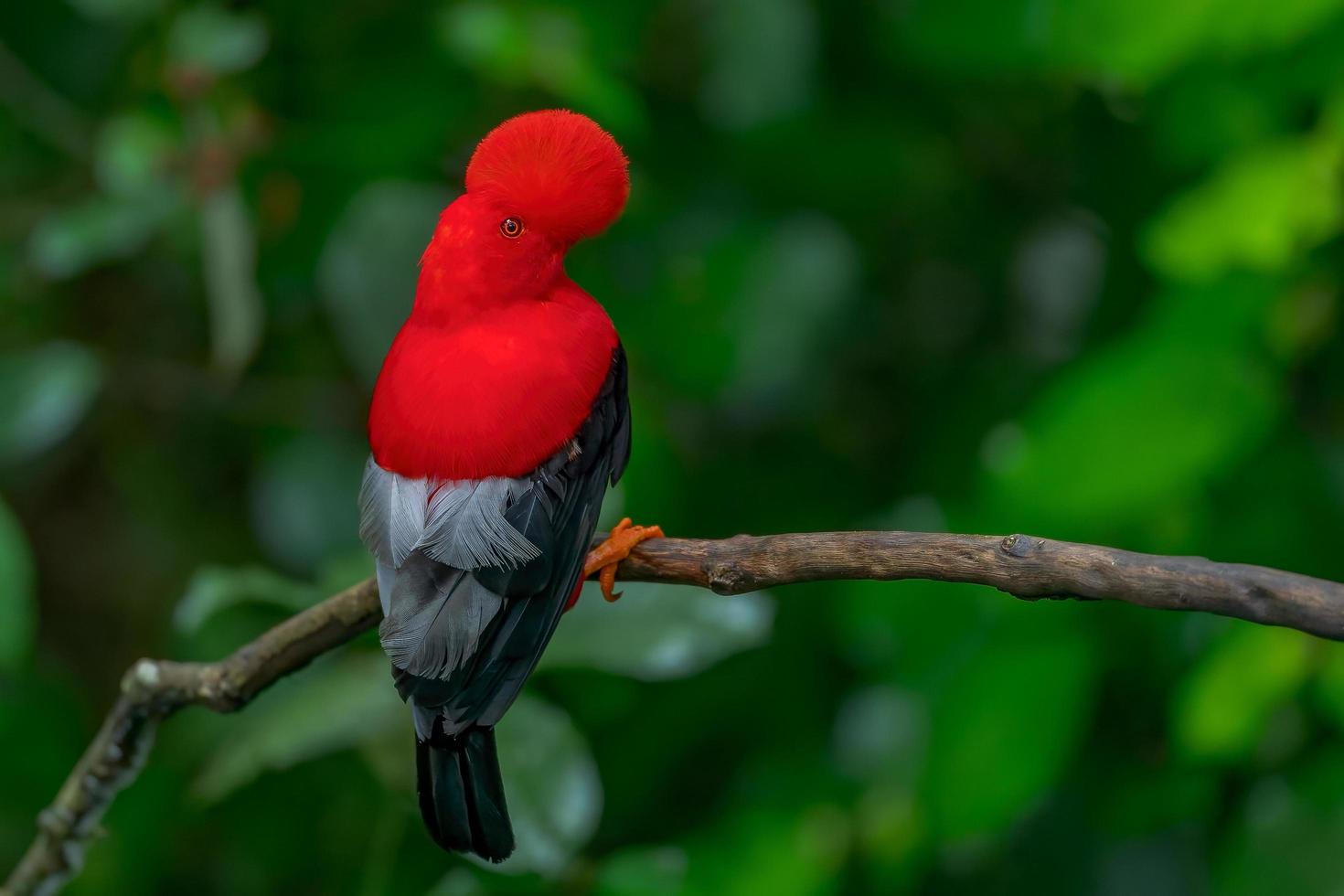 gallo andino della roccia arroccato in una foresta pluviale foto