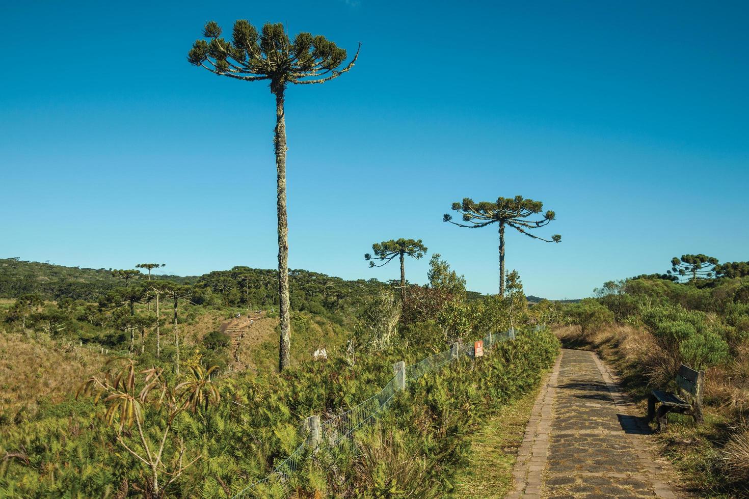 sentiero lastricato che passa attraverso la foresta con alberi di pino nel parco nazionale aparados da serra, vicino a cambara do sul. una piccola cittadina di campagna nel sud del Brasile con incredibili attrazioni turistiche naturali. foto