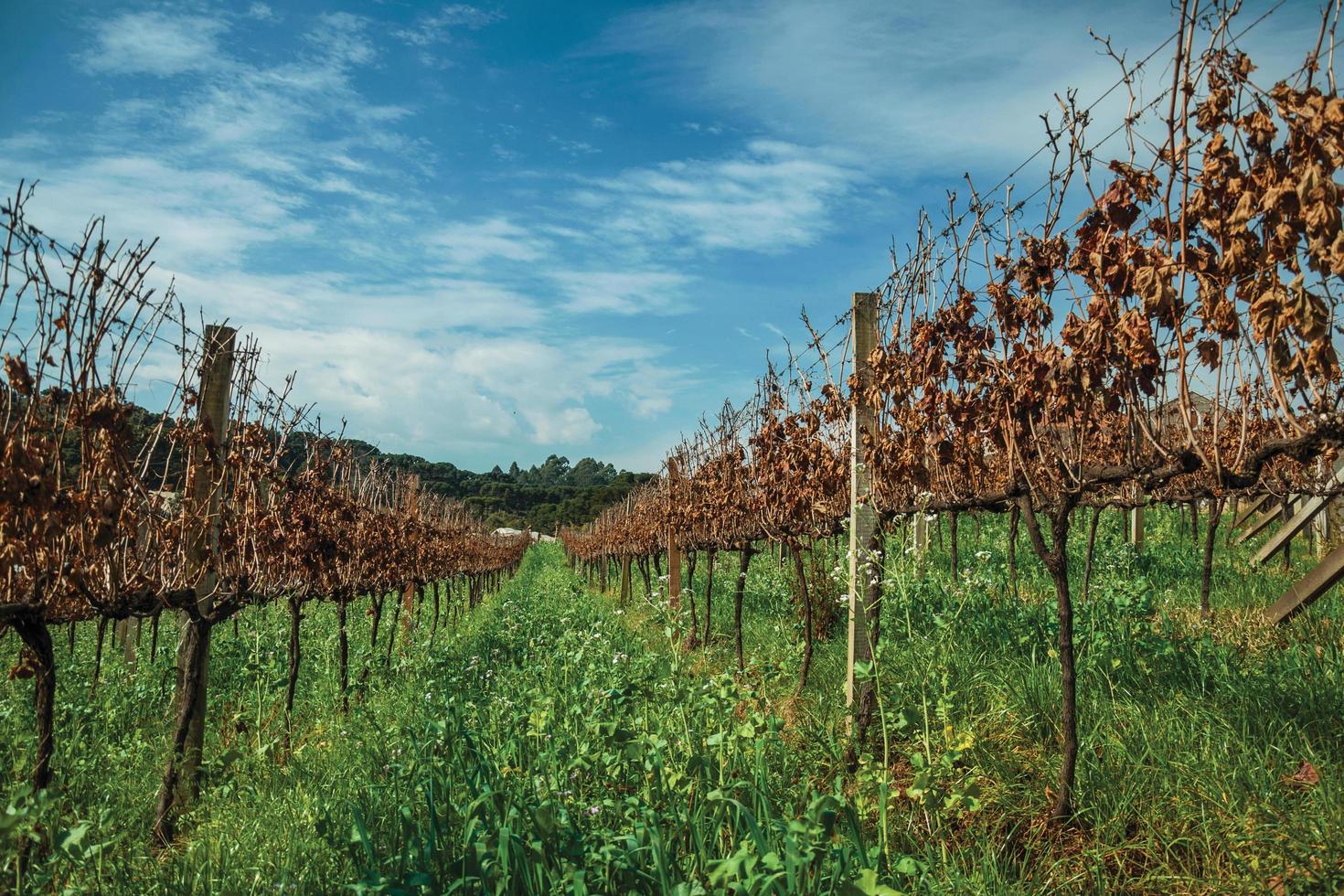 paesaggio rurale con filari di tronchi e tralci di vite con foglie secche e sottobosco, in un vigneto vicino a bento goncalves. un'accogliente cittadina di campagna nel sud del Brasile famosa per la sua produzione di vino. foto