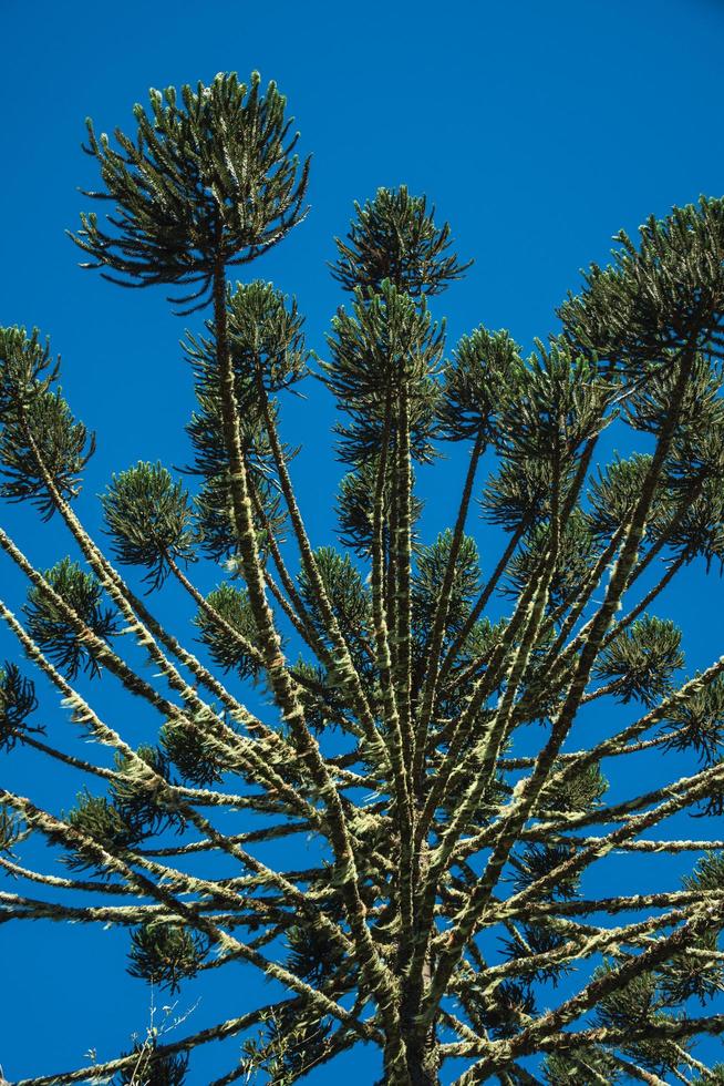 rami di pino con tipiche foglie aghiformi nel parco nazionale aparados da serra vicino a cambara do sul. una piccola cittadina di campagna nel sud del Brasile con incredibili attrazioni turistiche naturali. foto