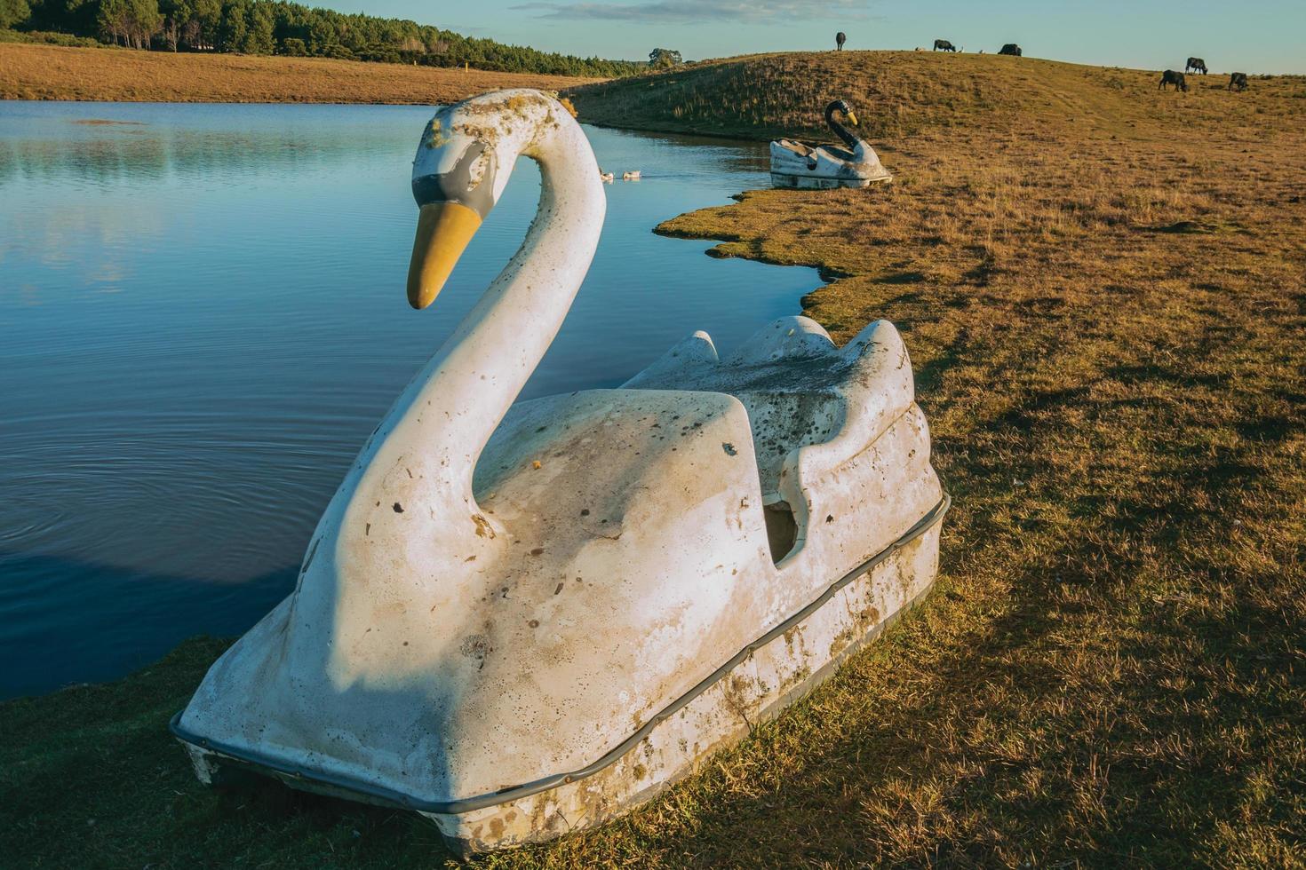 pedalò in vetroresina a forma di cigno sul bordo di un laghetto al tramonto, in un agriturismo vicino a cambara do sul. una piccola città rurale nel sud del Brasile con incredibili attrazioni turistiche naturali. foto