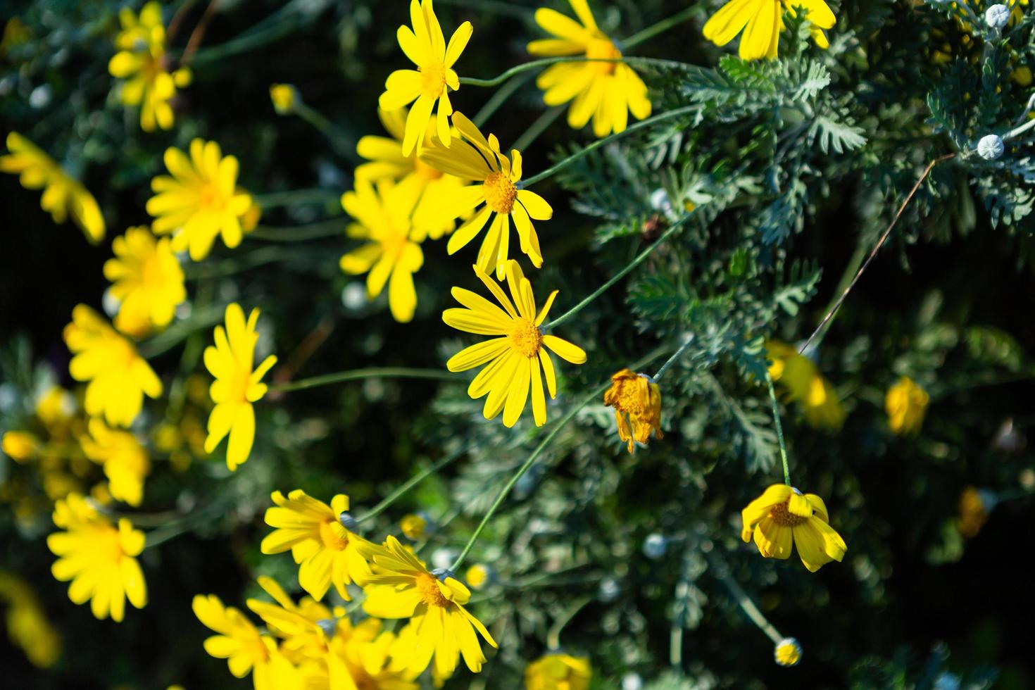 bellissimo fiore di margherita di campo o margherita di singapore giallo su erba verde natura in un giardino primaverile, strisciante occhio di bue foto