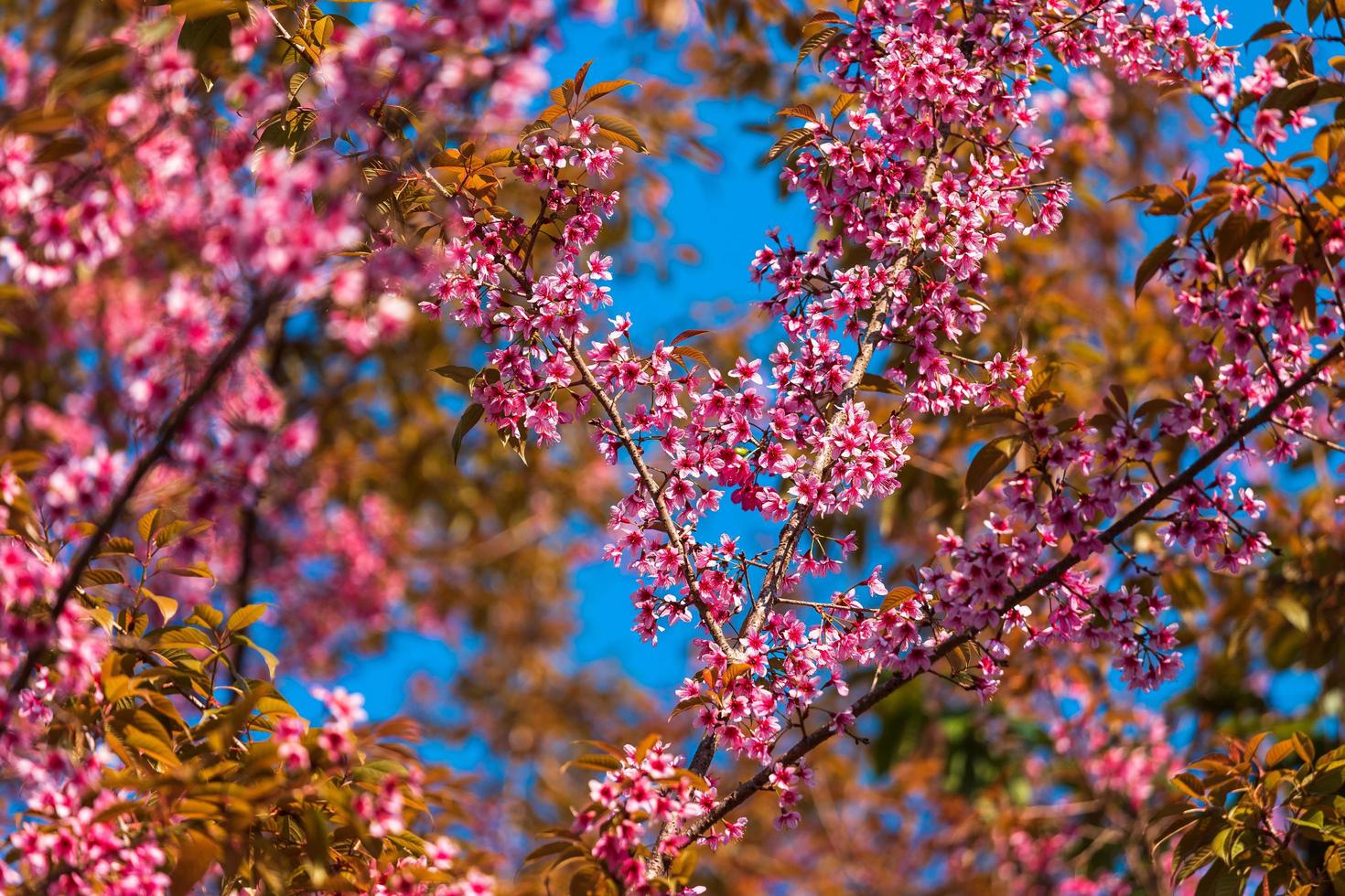 fiore di ciliegio prunus cerasoides o ciliegio selvatico himalayano, fiore tigre gigante a phu lom lo, phetchaboon, thailandia. foto