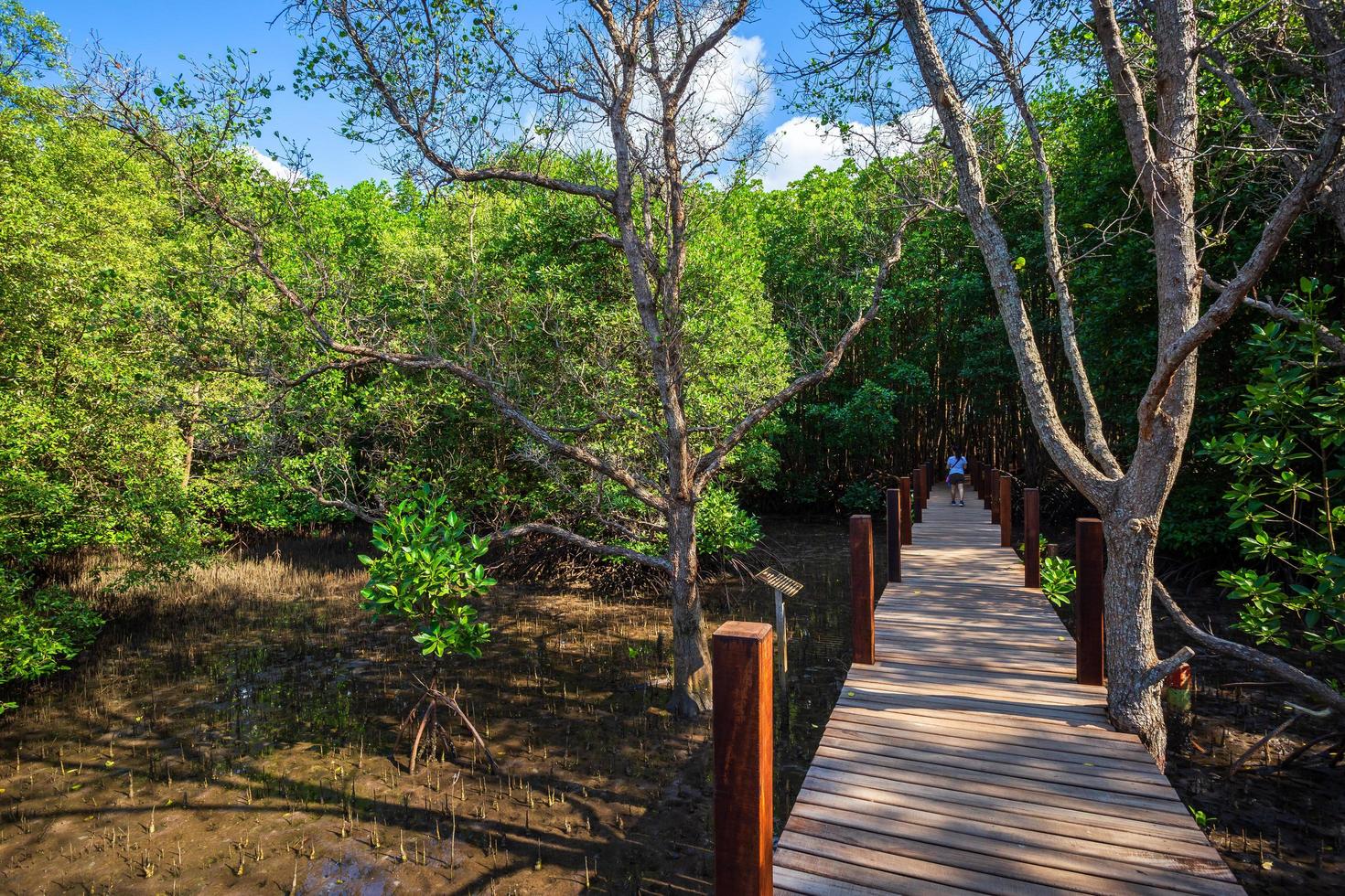 ponte di legno a piedi nella foresta di mangrovie a chanthaburi thailandia. foto