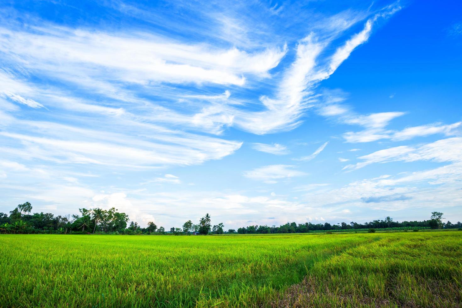 bellissimo campo di grano verde con soffici nuvole sullo sfondo del cielo. foto